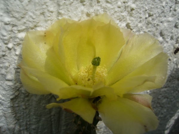 Blüte einer Opuntie 2009