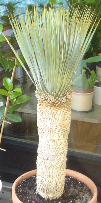 Yucca rostrata - Geburtstagsgeschenk 2009